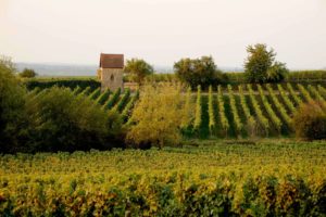 Valentinstag_ALvis_Berlin_Weinmenue_Impressionen_Weinanbau