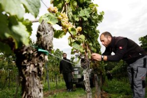 Valentinstag_ALvis_Berlin_Weinmenue_Impressionen_Weinanbau