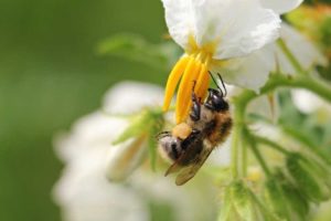 Kartoffelblüte