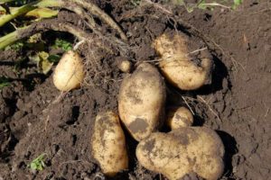 Kartoffeln in der Erde