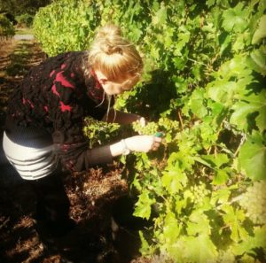 Sommelière Jennifer Obst bei der Weinlese