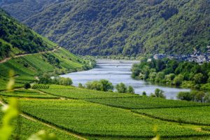 Weinberge Mosel