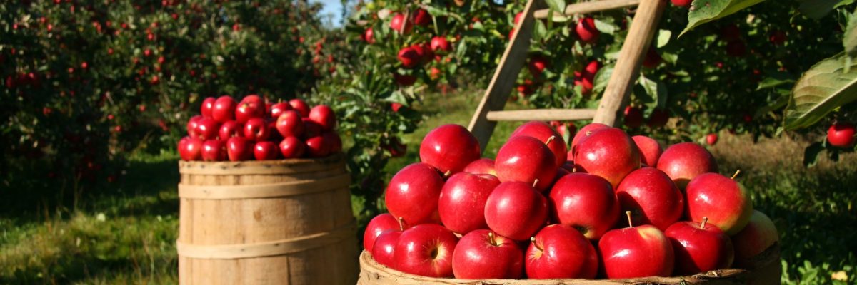 Spätsommer reifes Obst verarbieten