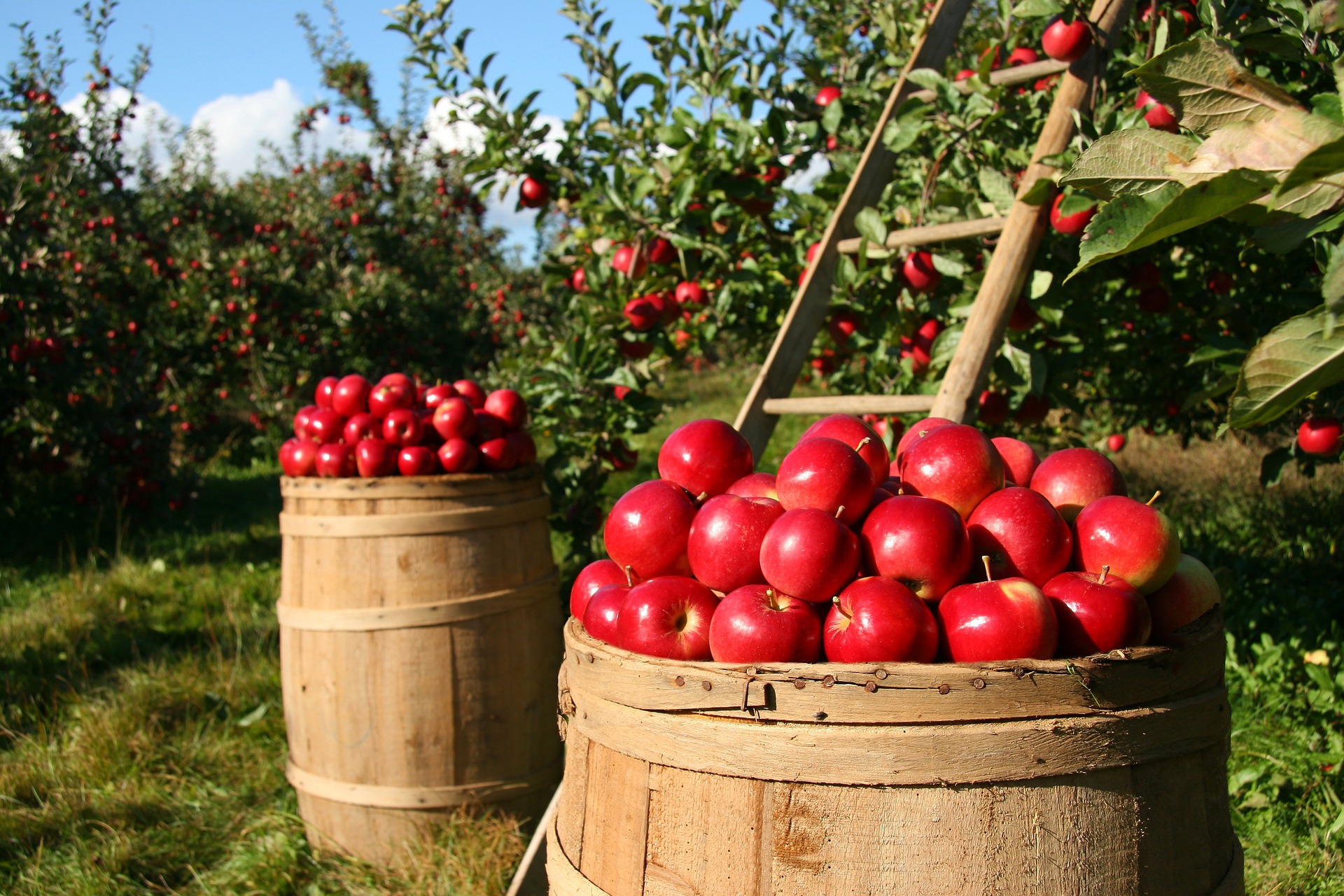 Spätsommer reifes Obst verarbieten