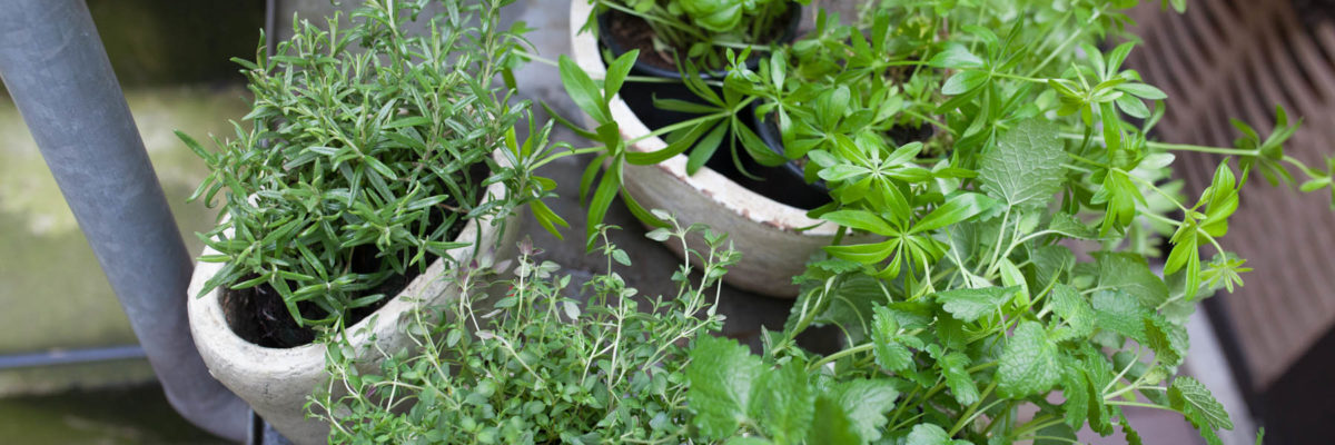 Urban Gardening Kräuter