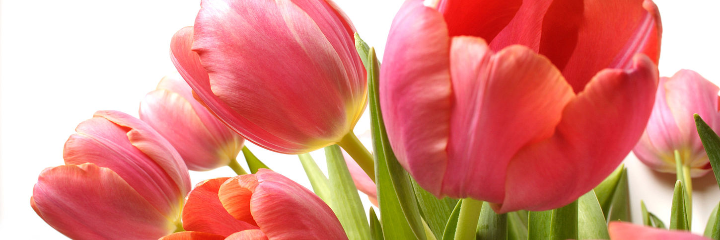 Frische Tulpen Frische rote Tulpen