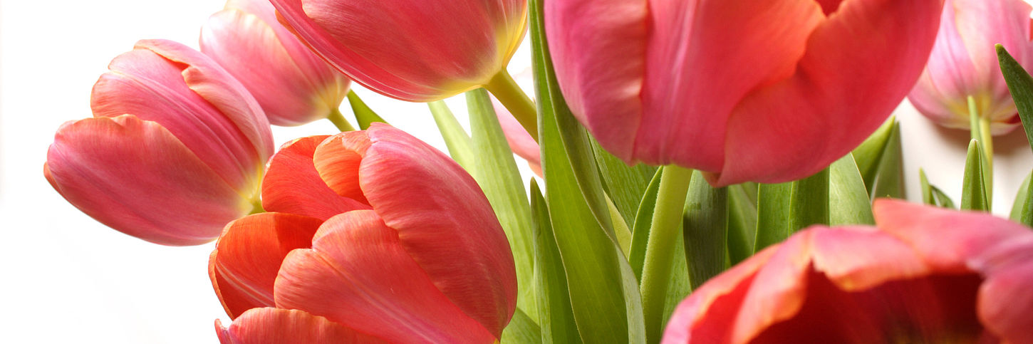 Frische Tulpen Frische rote Tulpen