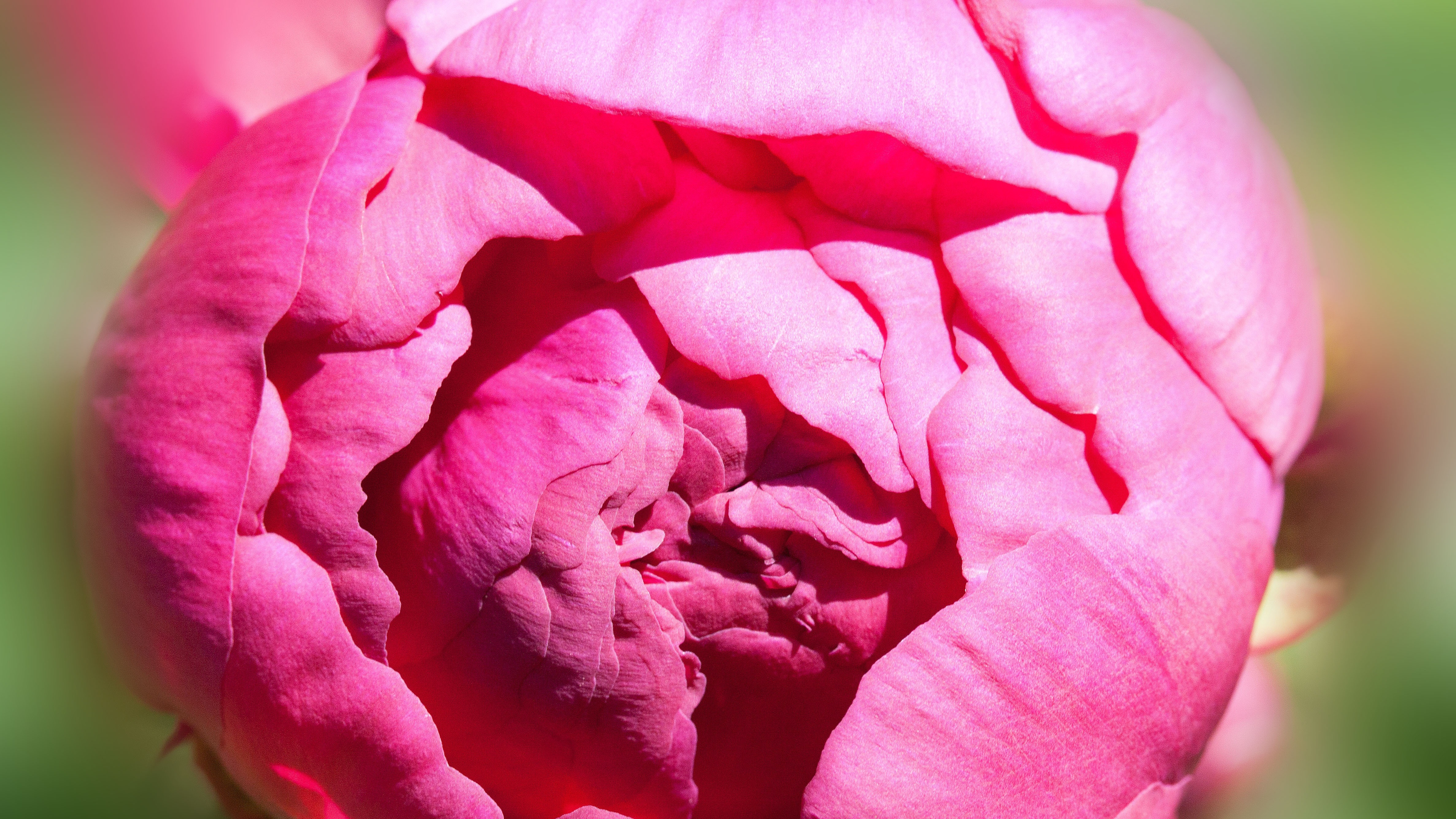 Rosa Blume Rosa Blume