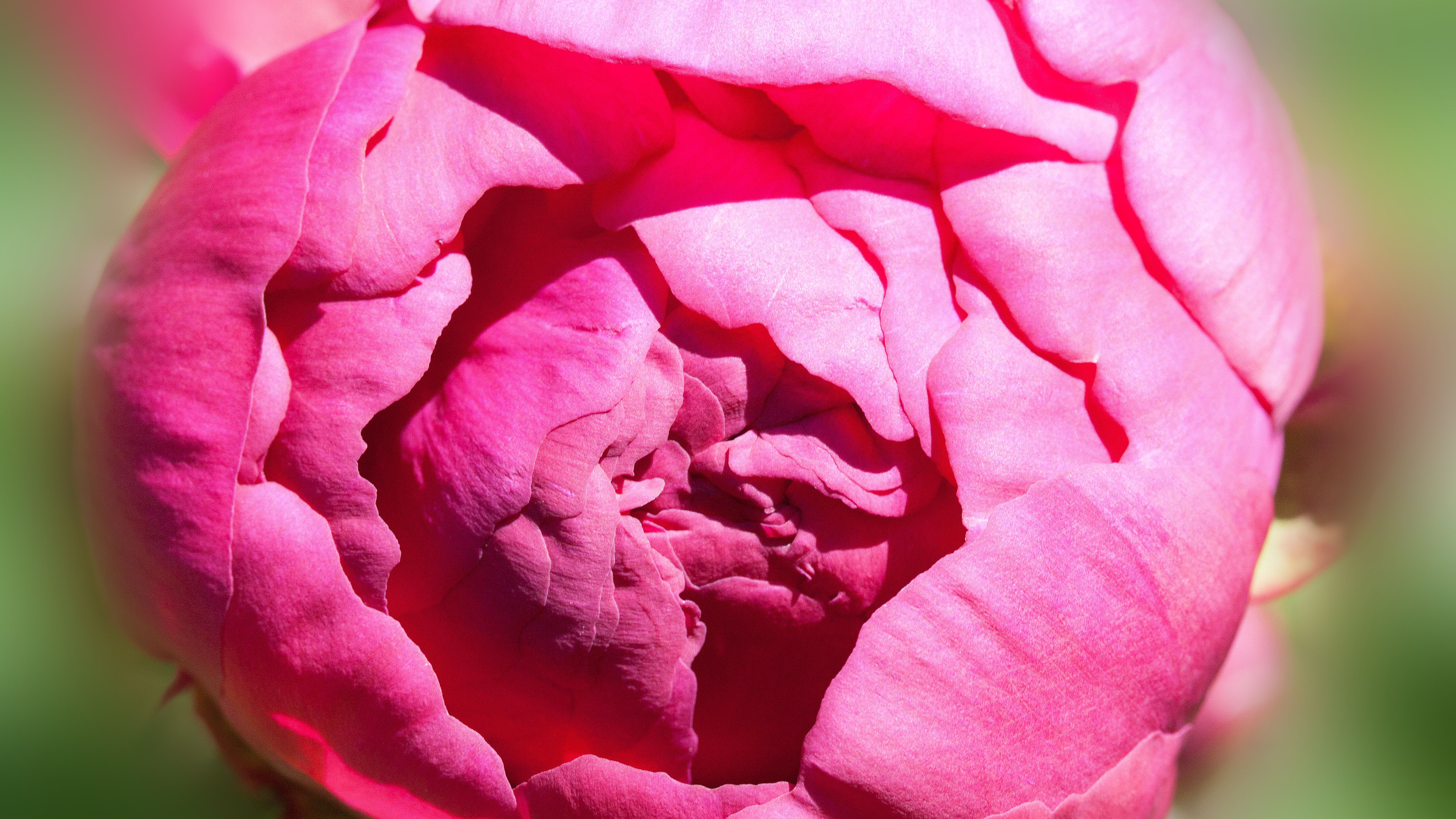 Rosa Blume Rosa Blume