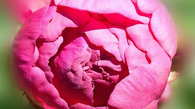 Rosa Blume Rosa Blume