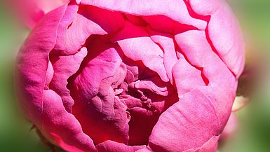 Rosa Blume Rosa Blume