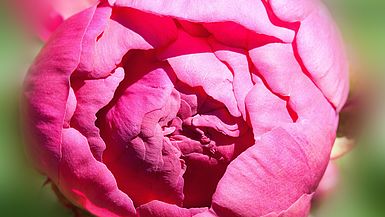 Rosa Blume Rosa Blume